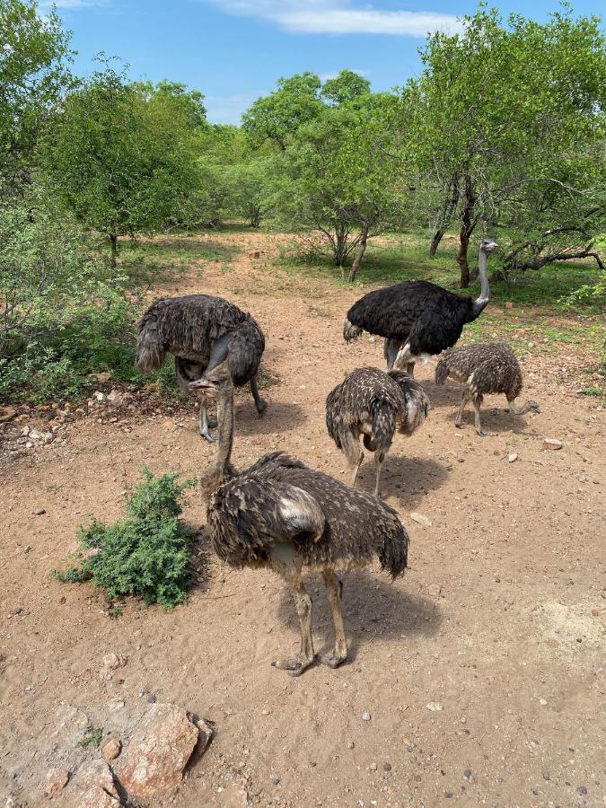 فيلا Birdsong Kruger مارلوث بارك المظهر الخارجي الصورة