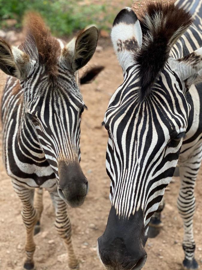 فيلا Birdsong Kruger مارلوث بارك المظهر الخارجي الصورة